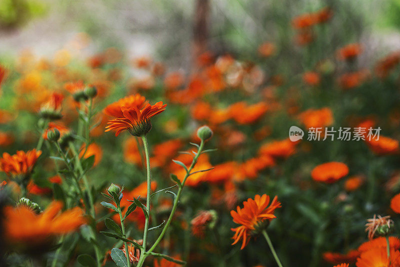 美丽明亮的橙色维吉或橙色冰植物花-一种来自Lampranthus Aureus多肉植物